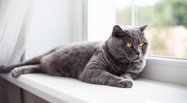 Beau chat britannique à poil court moelleux allongé sur le rebord de la fenêtre et essayez de se détendre et de dormir