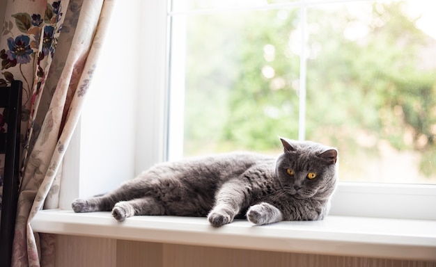 Beau chat britannique à poil court moelleux allongé sur le rebord de la fenêtre et se détendre