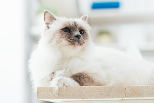 Beau chat sur le bureau