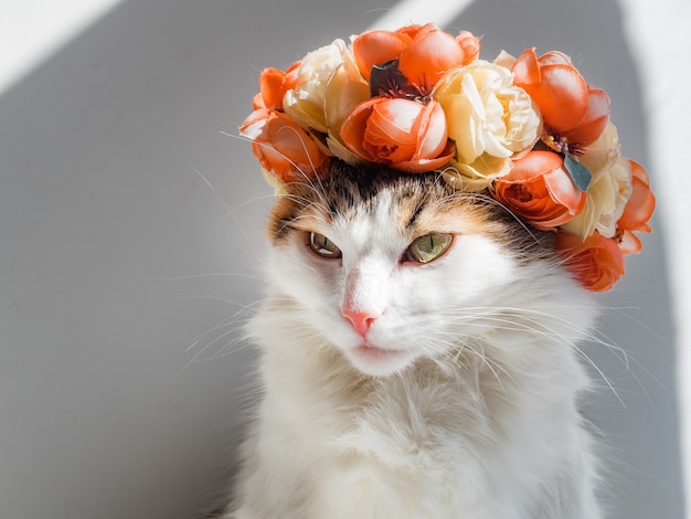 Beau chat Calico avec une couronne sur la tête. Mignon chaton en colère est assis dans le diadème de fleurs sur sa tête se trouve au soleil et regarde ailleurs