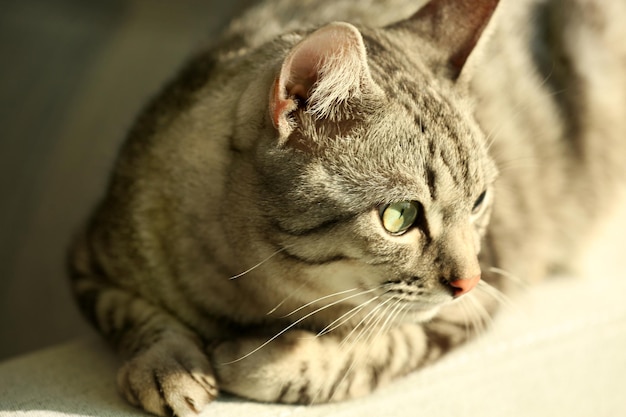 Beau chat sur canapé libre