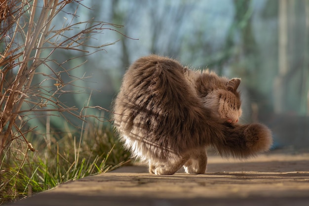 Beau chat chat lavant la patte et se léchant parmi les fleurs épanouies