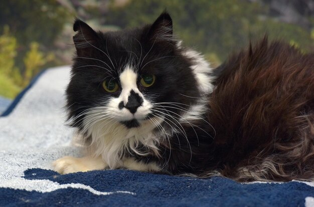 Photo beau chat à cheveux longs noir et blanc sur le lit