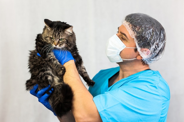 Beau chat à la clinique vétérinaire, un médecin tient et câlins, concept de soins pour animaux de compagnie