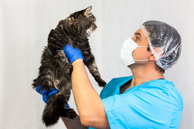 Beau chat à la clinique vétérinaire, un médecin tient et câlins, concept de soins pour animaux de compagnie