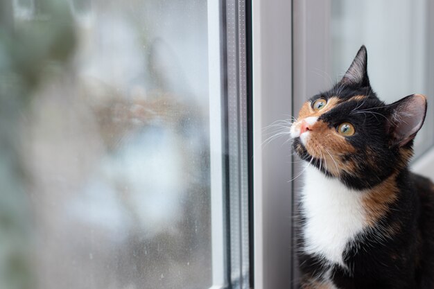 Beau chat coloré assis sur un rebord de fenêtre