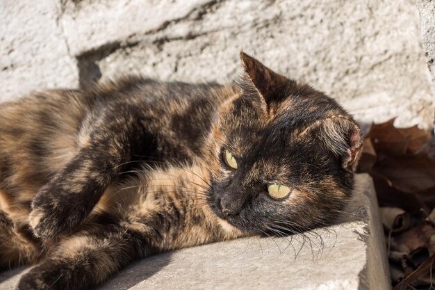 Beau chat comme animal domestique en vue