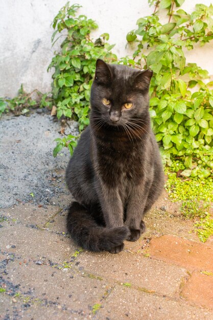 Beau chat comme animal domestique en vue