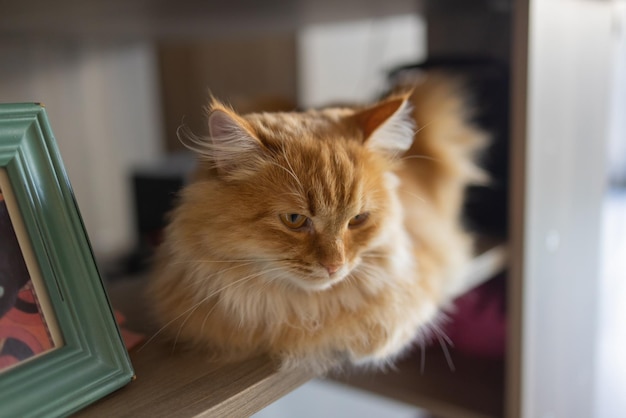 Beau chat de compagnie assis sur une table à la maison en regardant la caméra. Animal domestique rayé poilu moelleux relaxant.