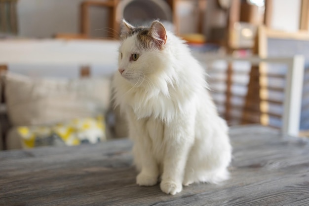 Beau chat de compagnie assis sur une table à la maison en regardant la caméra Animal domestique rayé poilu moelleux relaxant