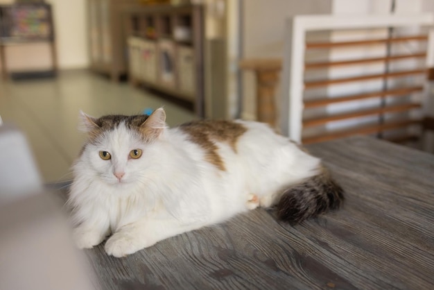 Beau chat de compagnie assis sur une table à la maison en regardant la caméra Animal domestique rayé poilu moelleux relaxant