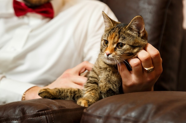 Beau chat de compagnie avec de beaux yeux