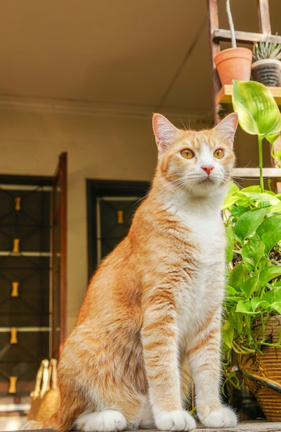 Beau chat dans le jardin devant la maison.