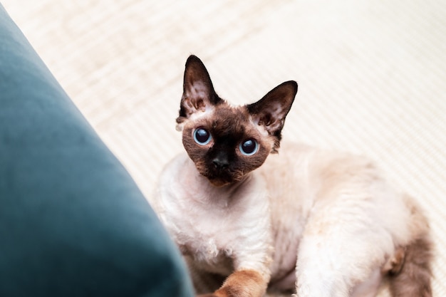 Beau chat Devon Rex de type Blu Point Dans l'intérieur de la maison.