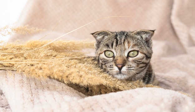 Un beau chat domestique aux yeux verts se trouve sur une couverture sur le canapé et regarde attentivement