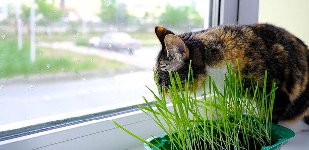 Un beau chat domestique est assis sur la fenêtre