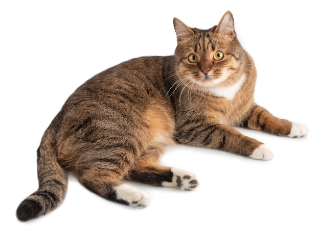 Beau chat domestique isolé sur fond blanc