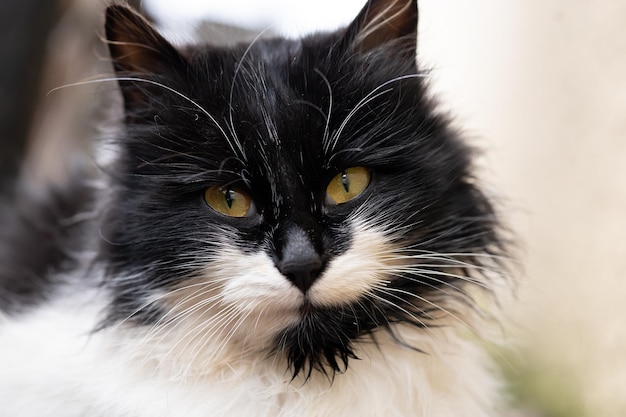 Beau chat domestique noir et blanc aux yeux jaunes ressemble