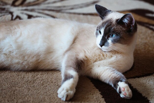 Beau chat domestique se trouve sur le sol dans la chambre Portrait d'animal de compagnie de couleur fumée