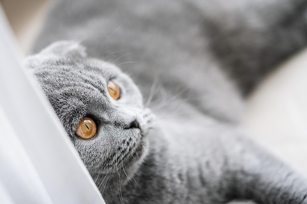 Beau chat écossais se reposant dans une pièce sur un rebord de fenêtre aux yeux jaunes