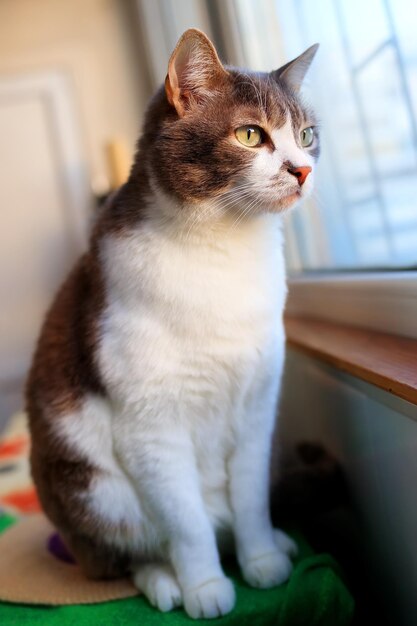 Beau chat est assis sur le balcon et regarde à l'extérieur par la fenêtre L'animal est triste Thème des animaux