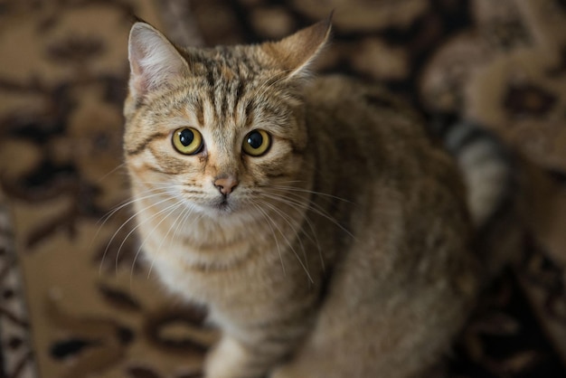 Le beau chat européen rayé de shorthair se trouve