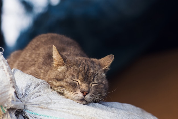 Beau chat à la ferme