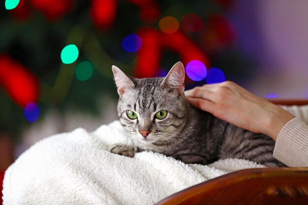 Beau chat sur fond d'arbre de Noël