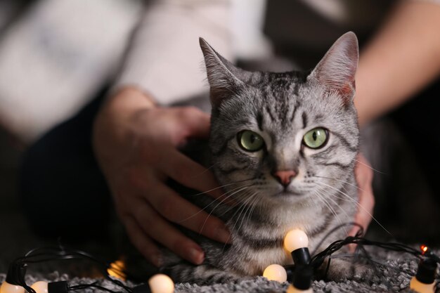 Beau chat sur fond d'arbre de Noël