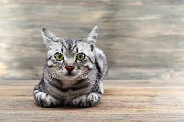 Beau chat sur fond en bois