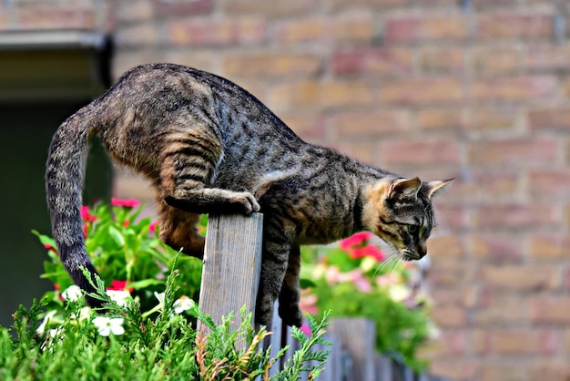 Beau chat de fond de nature sur une clôture