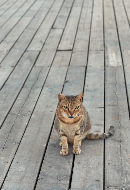 Beau chat sur le fond des planches de bois