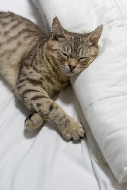 Un beau chat gingembre dort sur un lit blanc