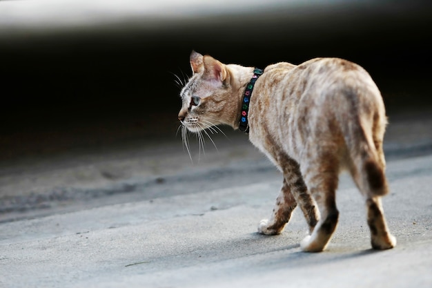 Beau chat gris assis à l'extérieur