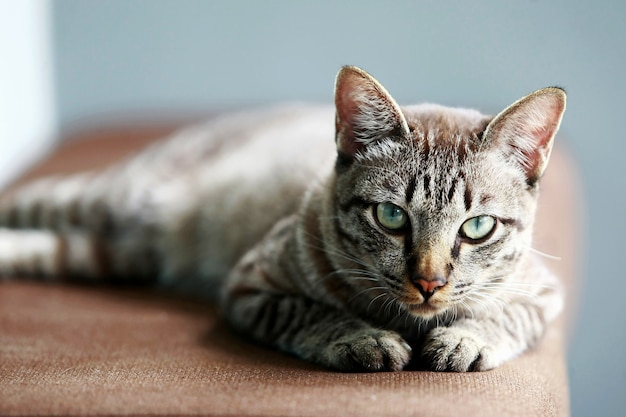 Beau chat gris assis à l'extérieur