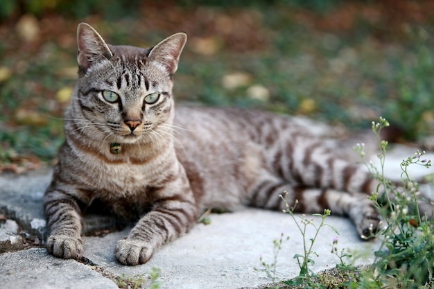 Beau chat gris assis à l'extérieur