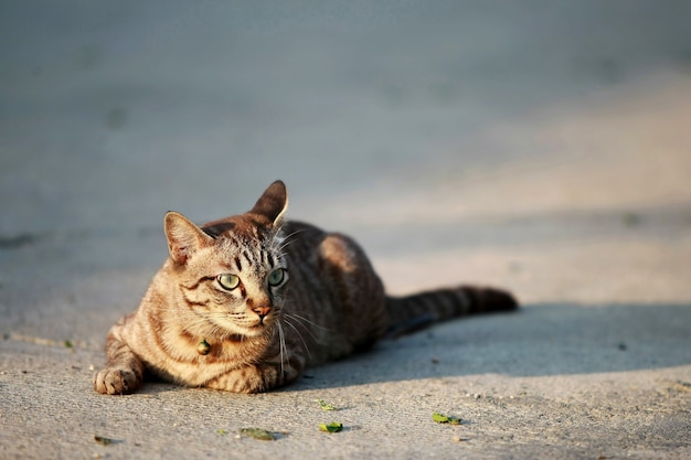 Beau chat gris assis à l'extérieur