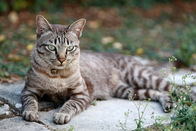 Beau chat gris assis à l'extérieur