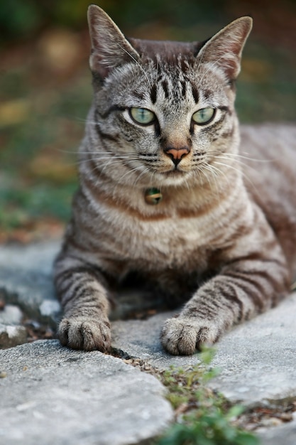 Beau chat gris assis à l'extérieur