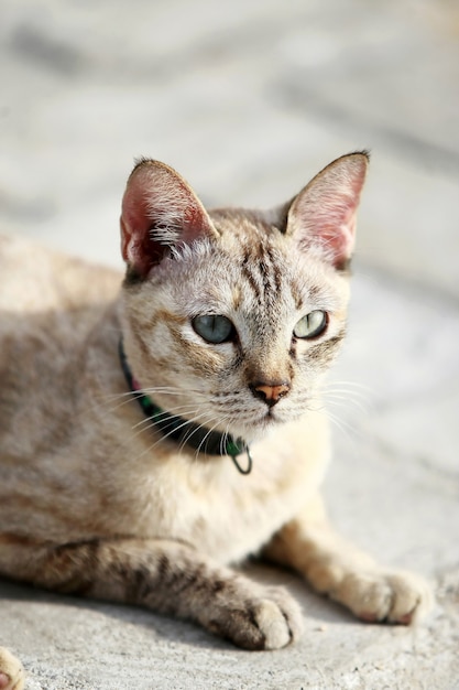 Beau chat gris assis à l'extérieur