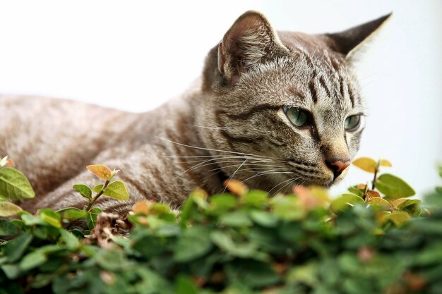 Beau chat gris assis à l'extérieur