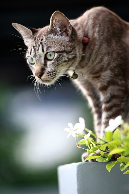 Beau chat gris assis à l'extérieur