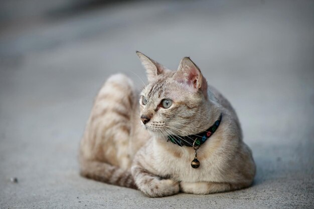 Beau chat gris assis à l'extérieur