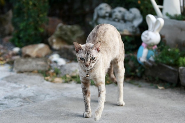 Beau chat gris assis à l'extérieur