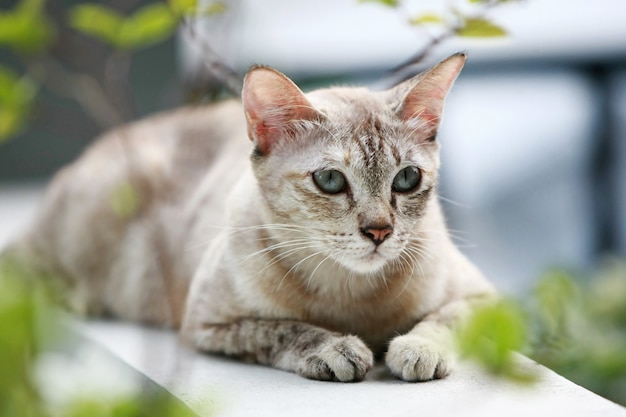 Beau chat gris assis à l'extérieur