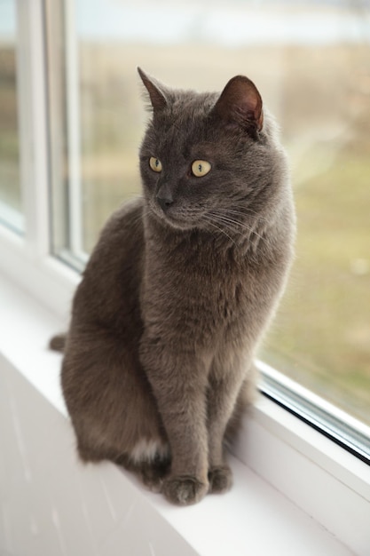 Beau chat gris assis sur le rebord de la fenêtre et essayez de vous détendre. Vue de dessus