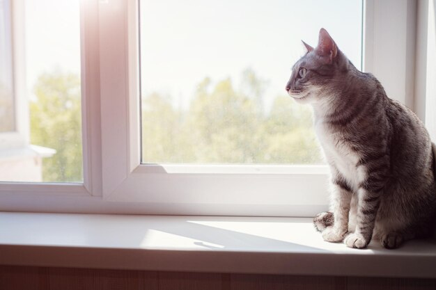 Beau chat gris assis sur le rebord de la fenêtre et regardant vers une fenêtre