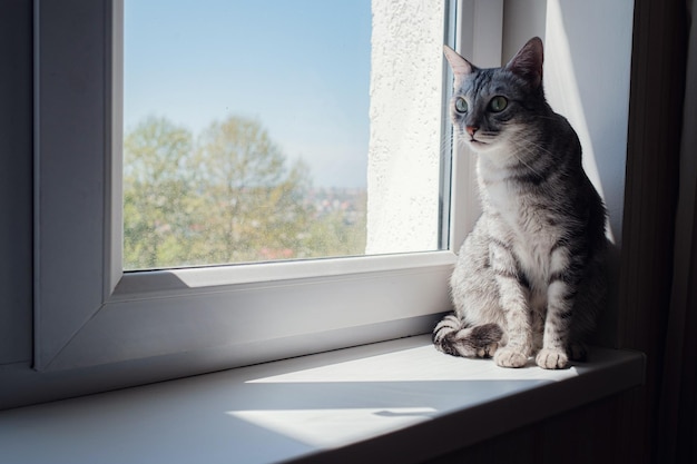 Beau chat gris assis sur le rebord de la fenêtre et regardant vers une fenêtre