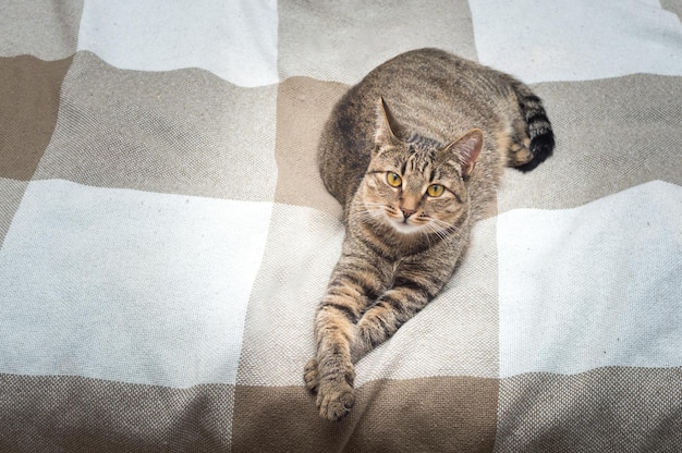 Beau chat gris aux yeux jaunes repose sur le lit