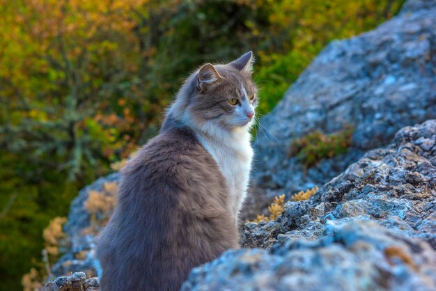 un beau chat gris et blanc moelleux parmi les pierres